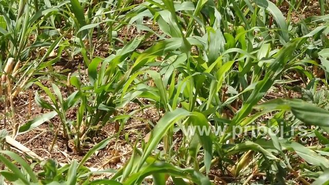 Суданска трава у Кратову смотреть онлайн