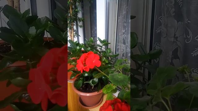 Татьяна Ртвеладзе - уход за комнатными растениями смотреть онлайн