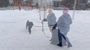 Дрессировка собак. Город Реж Свердловской области. Русский чёрный терьер Гелиос. Первое занятие.