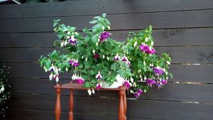 Фуксия Pinto De Blue. Обзор сорта