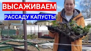 ВЫСАДКА ПЕКИНСКОЙ КАПУСТЫ В ОТКРЫТЫЙ ГРУНТ - ЧЕМ ЗАПРАВИТЬ  КАПУСТНУЮ ГРЯДКУ ДЛЯ СОЧНЫХ ЛИСТЬЕВ