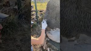 Медведь из бетона • скульптура