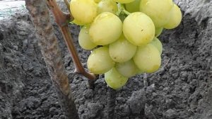 Виноград  Золотая Королева ( С С )