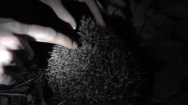 Фыркающий ёжик смотреть онлайн