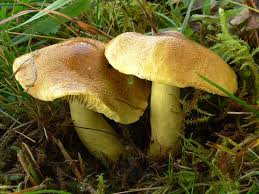 Копаем грибы ЗЕЛЕНУШКИ. Зеленушки и маслята прут в этом году