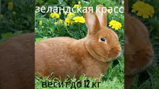 Топ 8 больших кроликов мира