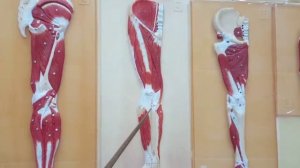 МЫШЦЫ БЕДРА. ТОПОГРАФИЧЕСКАЯ АНАТОМИЯ БЕДРА