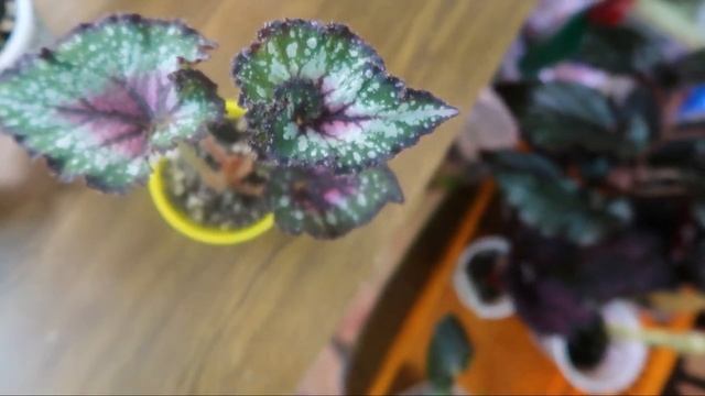 Моя маленькая коллекция Бегоний Кейн и Декоративно-лиственные смотреть онлайн