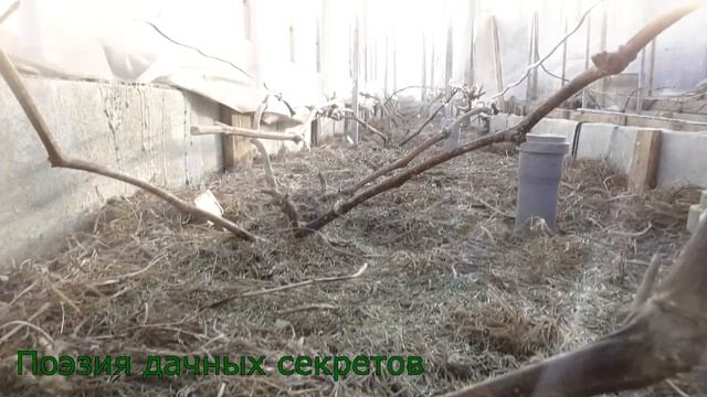 Виноград. Подготовка к вегетации. смотреть онлайн