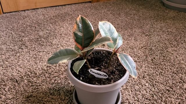 Rubber Tree Tineke or Ficus Elastica Tineke 05 Part 001 | Plant Vlog 143