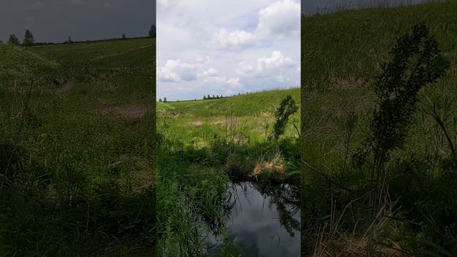 Дошли к бобровой плотине, там наш Кузьма котобобер все лето пропадает.