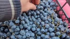 18 ноября 2022 г. Виноград саперави из Грузии!!! который можно купить в Санкт-Петербурге