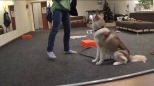 Дрессировка хаски! Азы дрессировки. Первые уроки