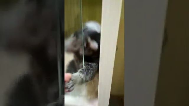 Самая злая обезьяна смотреть онлайн