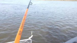 Ловим Щуку и Судака. Рыбалка на реке Обь
