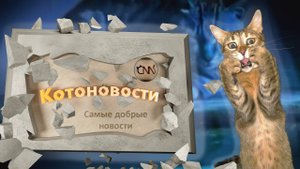Кошачьи новости - котовар и курьер "Смешные коты"