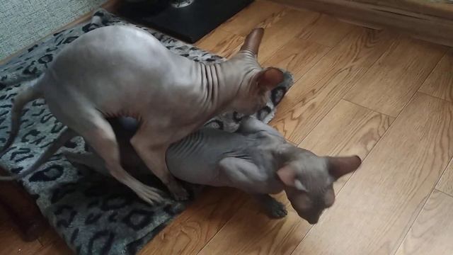 Сфинкс вязка. Sphynx cat mating. Стич вяжет Мусю