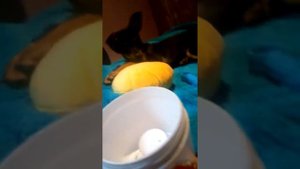 Как ухаживать за цвергпинчером. Кормление, уход.