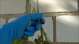 КАРАМЕЛЬКА - сладкий ремонтантный сорт малины от питомника Школьный Сад.