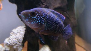 Восьмиполосая цихлазома пчелка меняет цвет при возбуждении. цихлазома биоцелатум пчелка