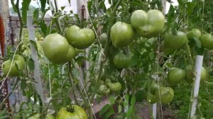 Томат Спринт Таймер