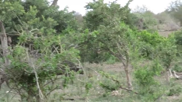 10 Случаев, Когда Львы Напомнили Туристам, Что Лучше Сидеть в Машине смотреть онлайн