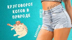 Круговорот котов в природе..) #shorts