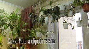 Комнатные цветы. Хойи. Как мою и чем обрабатываю.