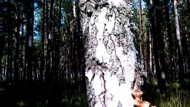 Как искать и собирать опята в бору. смотреть онлайн