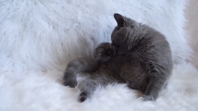 Очень аккуратный котёнок