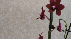 Фаленопсис Черная жемчужина.. 🥰😍