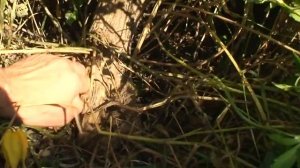 КЛЕМАТИС ТАНГУТСКИЙ