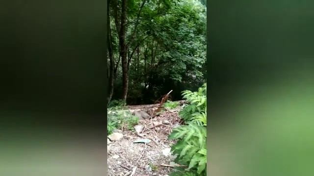 Молочный водопад в Абхазии. смотреть онлайн