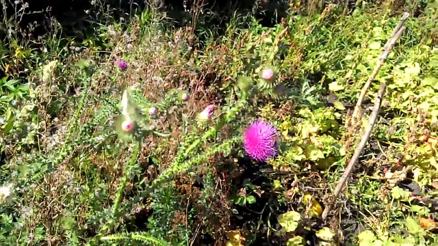 Медоносные растения. Чертополох Колючий. Honey plants. Spiny thistle.