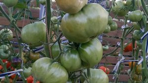 Томат Розовая страсть. Урожайный, мясистый, компактный!