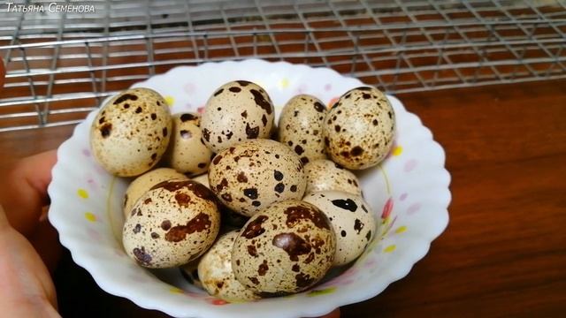 ?Живут припеваючи.  Определяем пол у белого бройлерного техасского перепела?