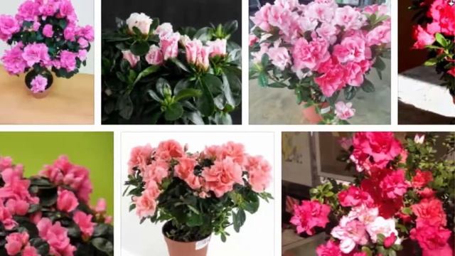 Азалия Индика Розовая смотреть онлайн