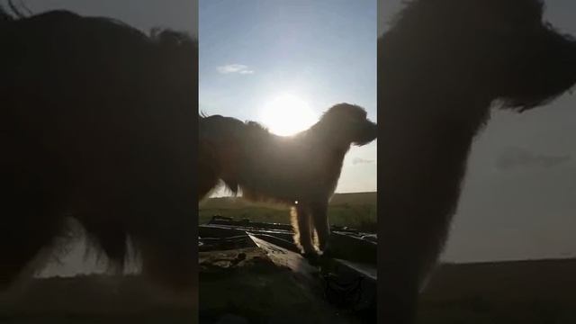 Фронтовой пёс, член экипажа танка. Прибился к танкистам, смотреть онлайн