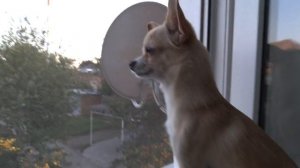 Собачка (чи хуа хуа)  зовёт ребёнка домой