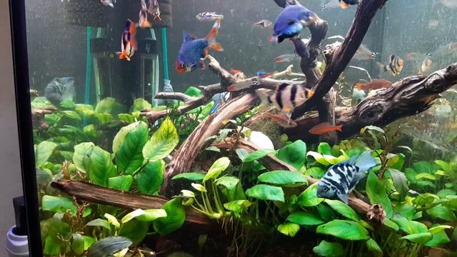 Сколько рыб можно держать в аквариуме?!Грунт,растения,коряги.Совет новичкам от любителя.Одесса 2023 смотреть онлайн