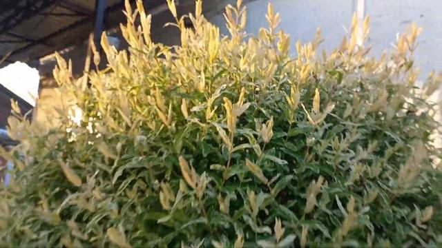 Vlog-142 Новый клематис в моей коллекции! ЛИЧИ вкусно! Слепые побеги на розах и др... смотреть онлайн