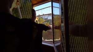 Замер и установка балконов и сеток на окно для кошек