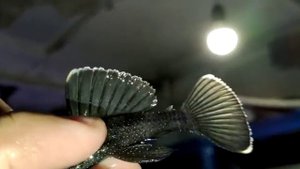 Номерной сом L-183,главное отличие от L-181-9 лучей в спинном плавнике и не пропадает белый кант