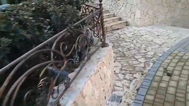 Эвкалипты в Крыму