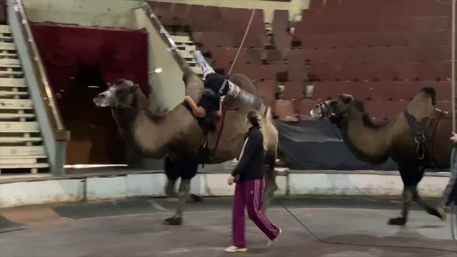 Чищу ЗУБЫ ШИМПАНЗЕ /  Дан Запашный на репетиции верблюдов