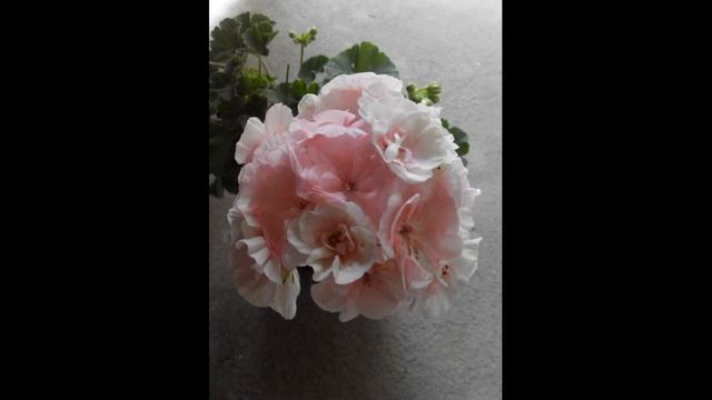 Пеларгонія - PAC Salmon Komtess. смотреть онлайн