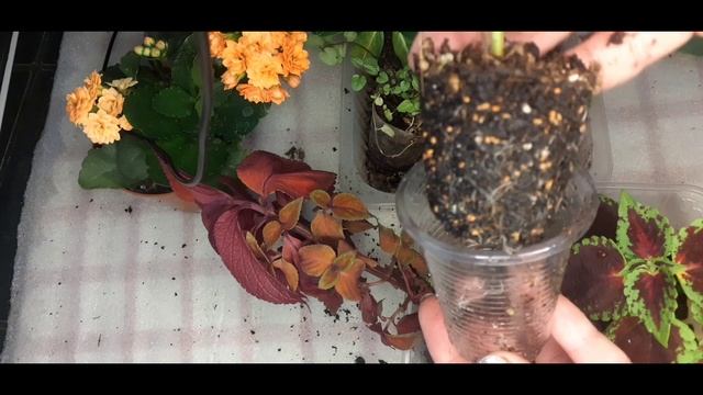 Осторожно! Солнечный ожог у растений. Злое солнце. Первичная реанимация.