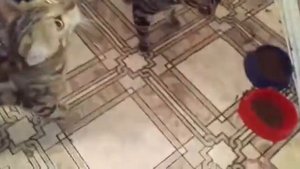 Чем кормить питомца? Правильное питание для бенгальской породы.