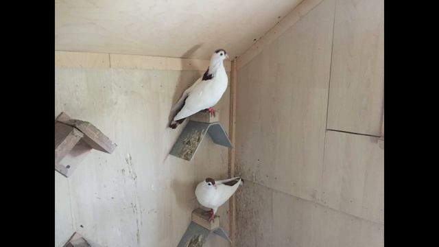 Демидовские