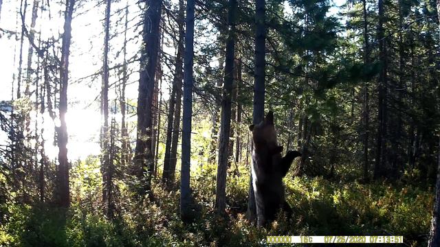 Медведь танцует в Мурманской области
